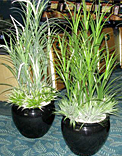 plants